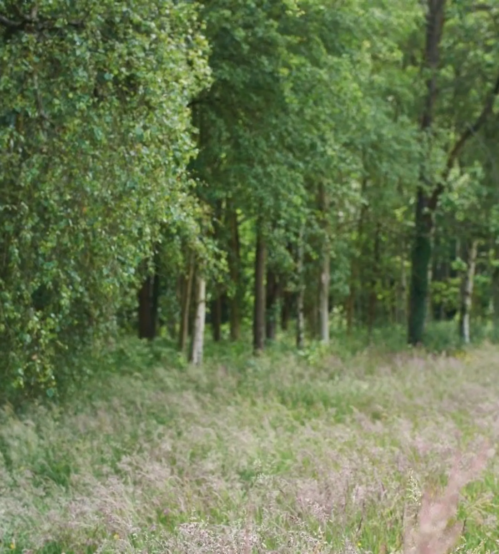 A couple strolls along a serene woodland path, surrounded by lush greenery and dappled sunlight filtering through the trees.